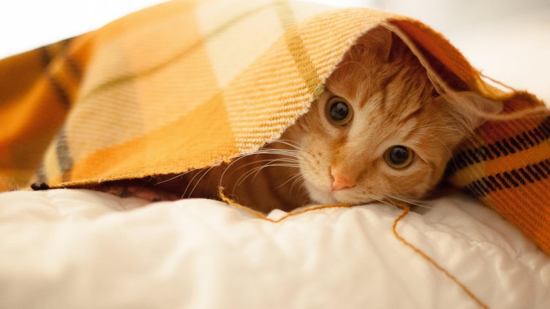 爱游戏入口-银绿奇迹，阿隆索最后一弯绝杀，阿斯顿马丁揭幕战力克红牛王朝！