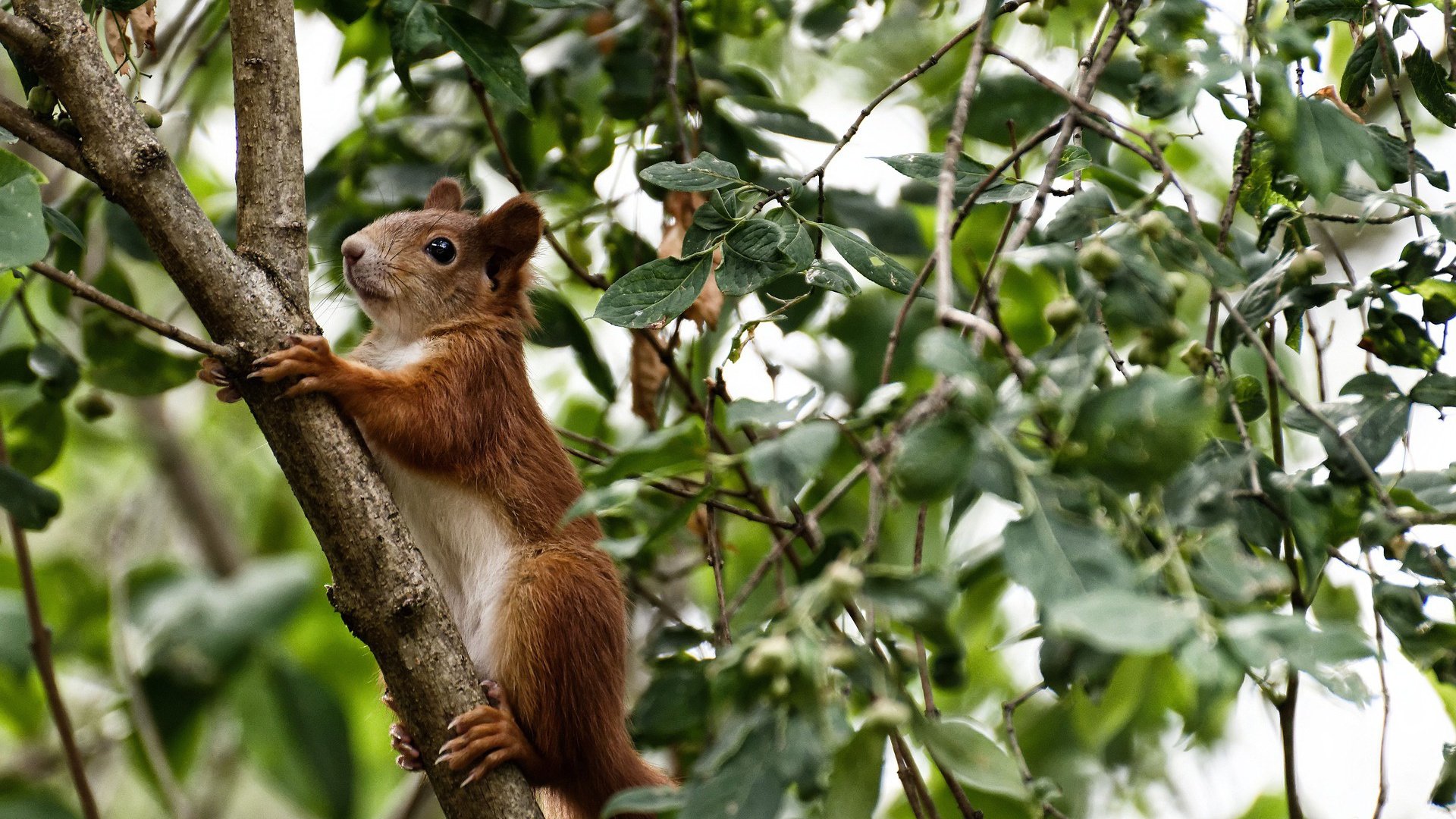 终局判官拉塞尔,阿斯顿马丁的完美风暴如何借刀绞杀小红牛