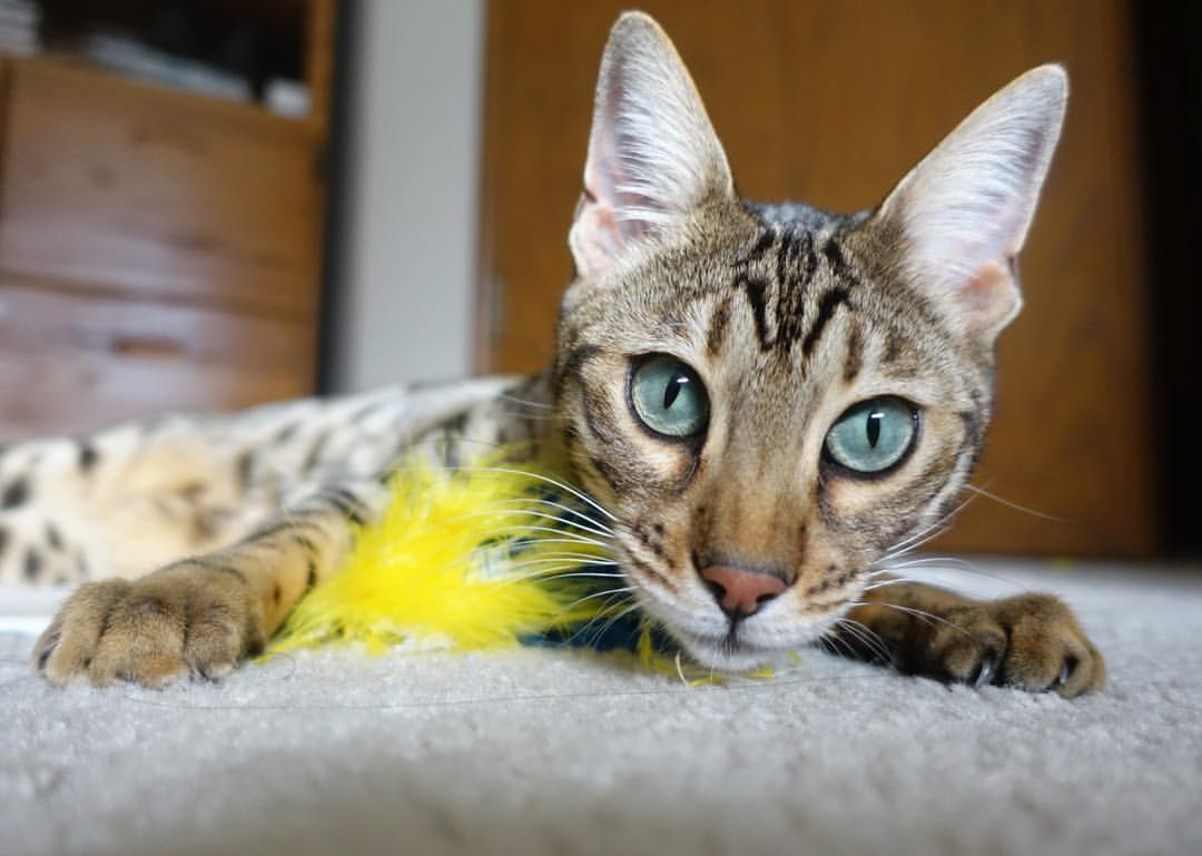 当阿克不再手软，中国击溃德国背后的体育精神升华