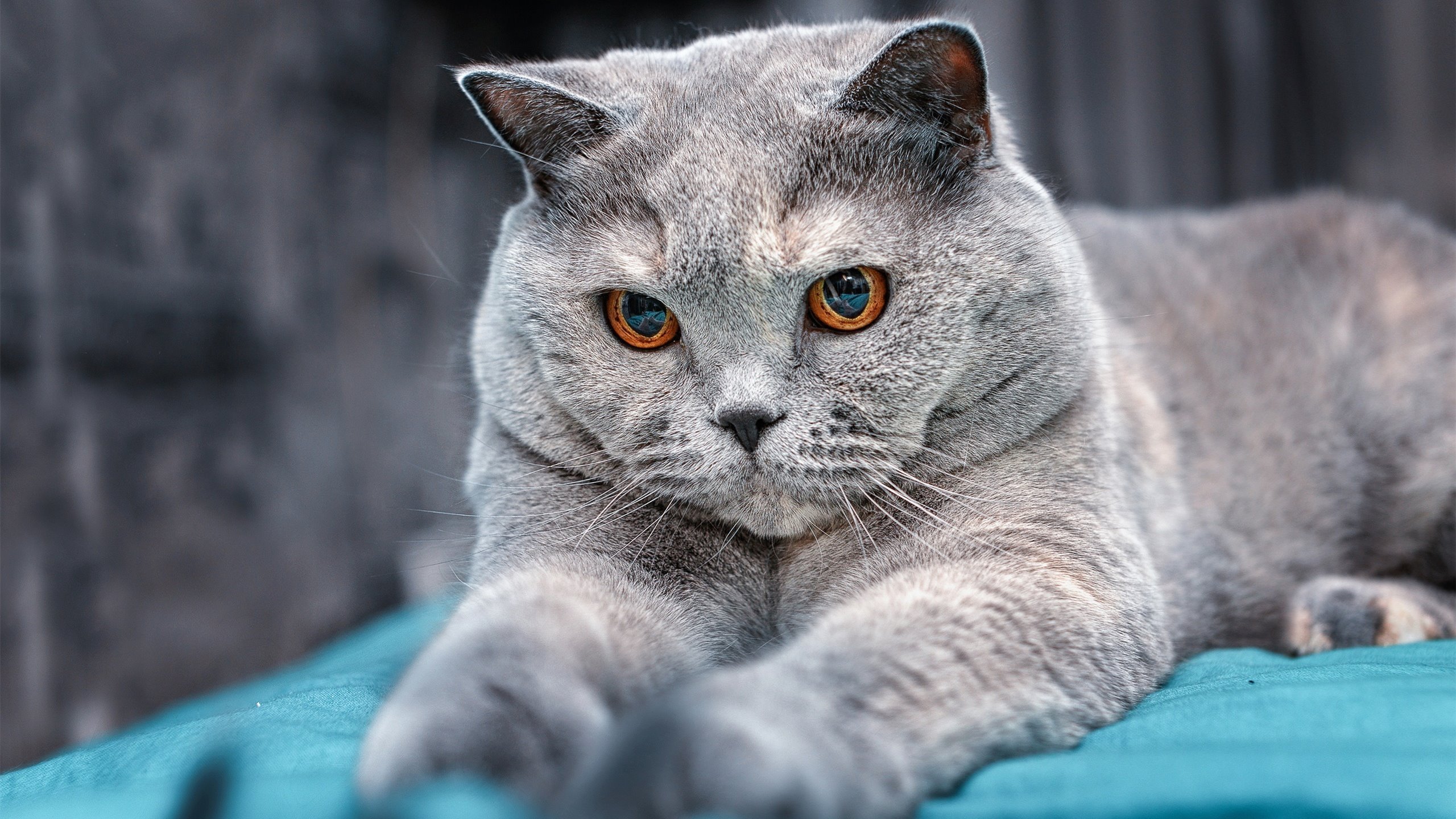 双线启示录,三笘薰数据封神同日,埃及终结毕尔巴鄂50年神话