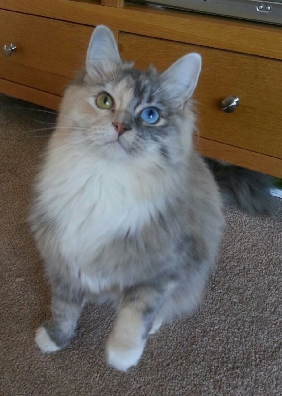 劳塔罗独闯龙潭摧毁防线,几内亚爆冷击败加拿大震撼足坛