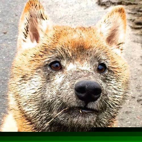 爱游戏APP-绝杀狂澜，戈麦斯加时封神！澳大利亚逆天改命掀翻西班牙王朝