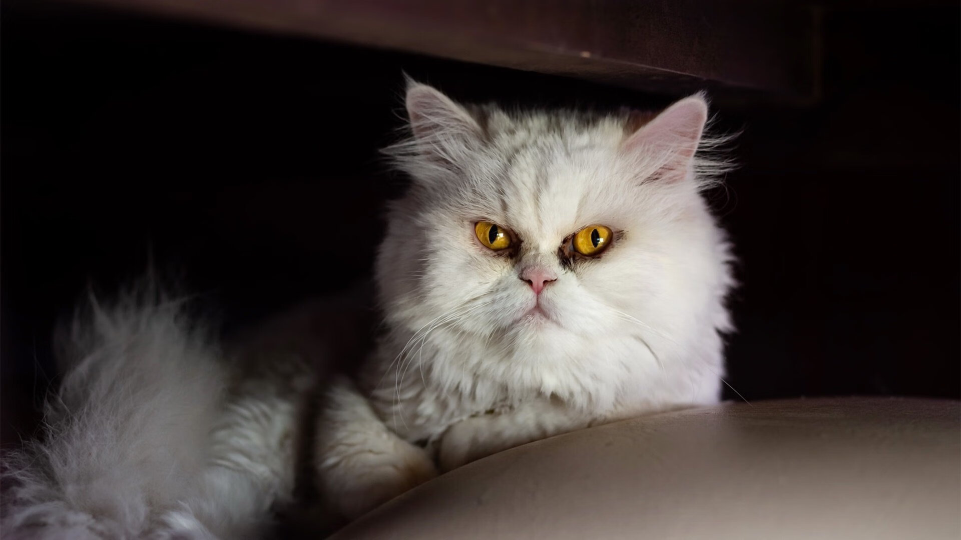 长白飞雪淬炼丹心，当约基奇在零下25℃的极寒中点燃胜利之火