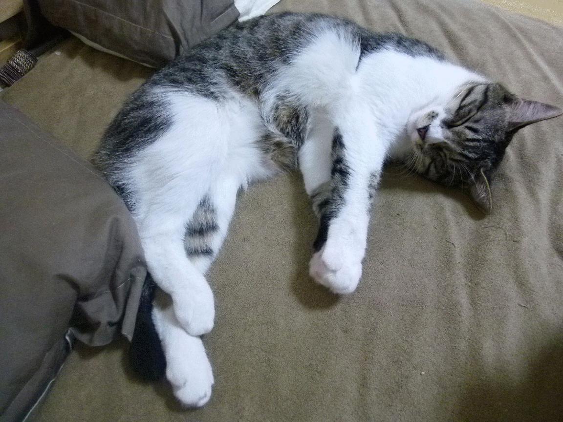 爱游戏在线-碾压东道主！2026世界杯焦点战，西班牙用精密手术肢解卡塔尔