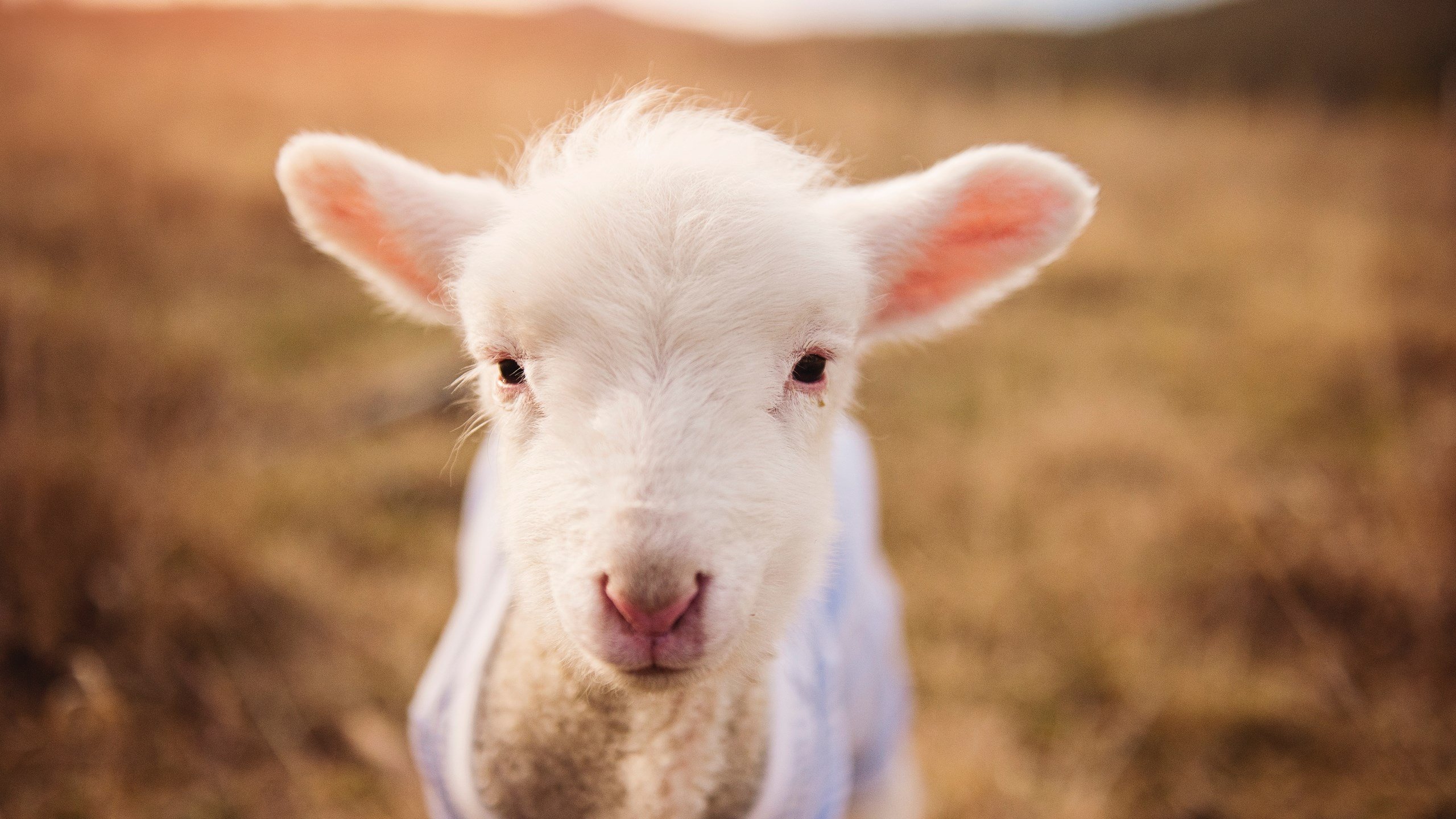 爱游戏APP-唯一性的胜利，独行侠全面压制马刺，浓眉关键先生诠释非凡