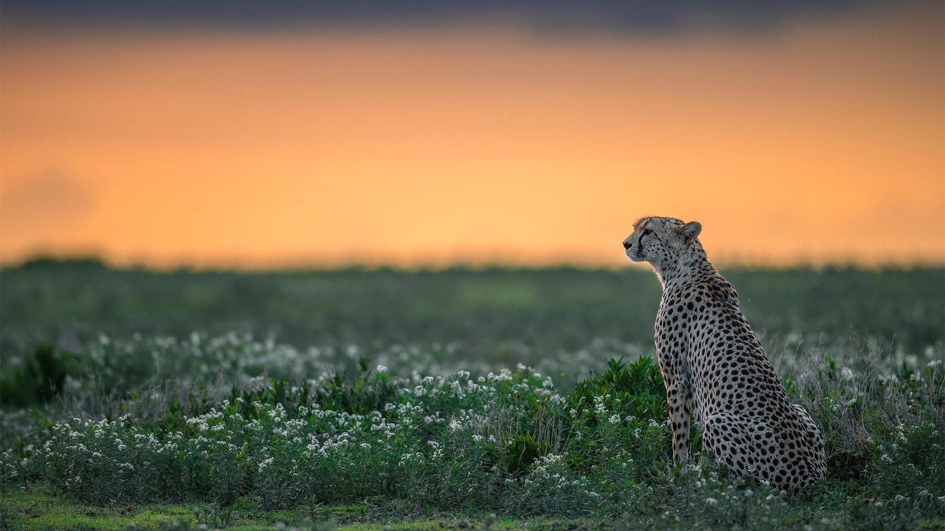 爱游戏-世上再无此夜，托尼的枪响与一亿个心脏的骤停