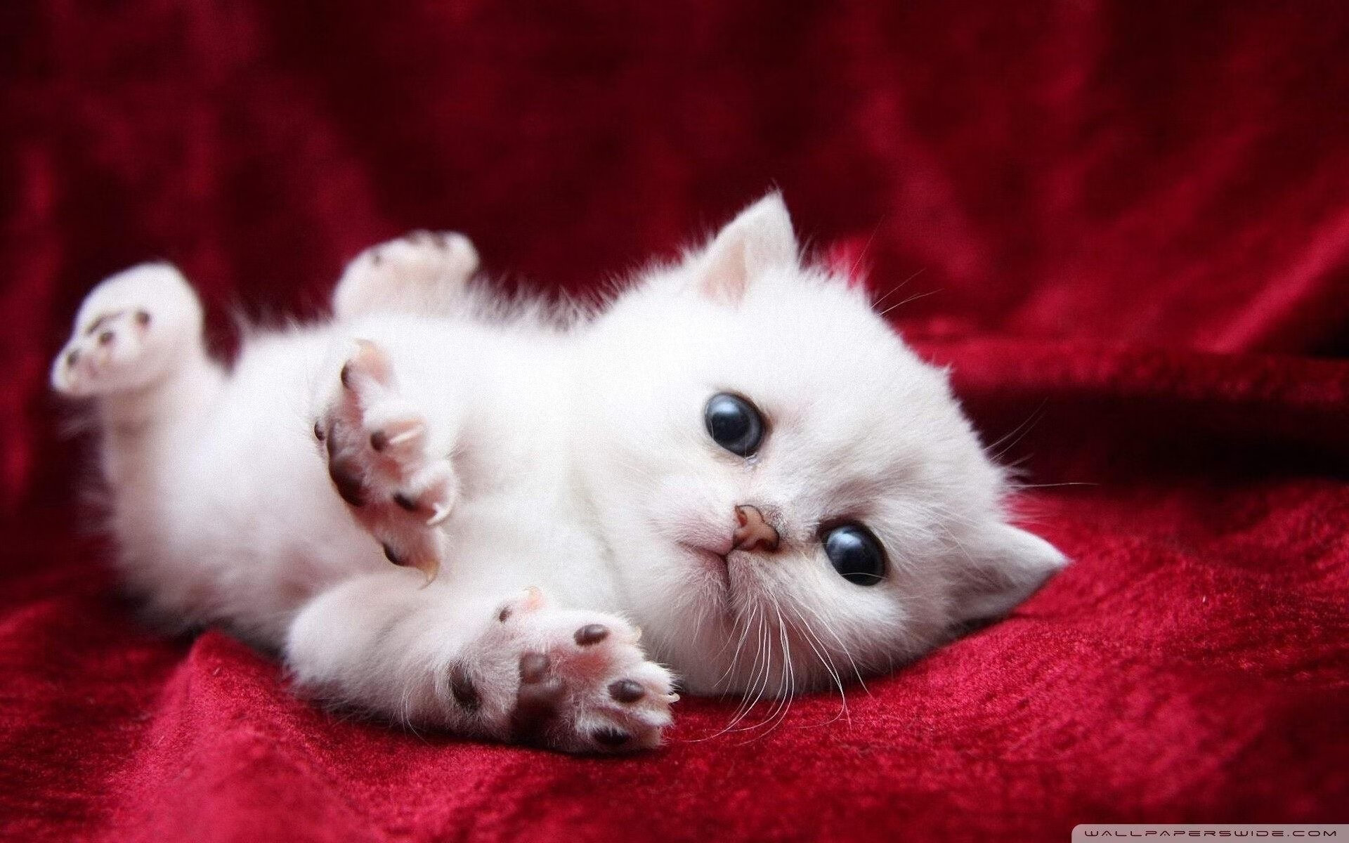 霍勒迪，精密齿轮如何卡死狂野巨兽