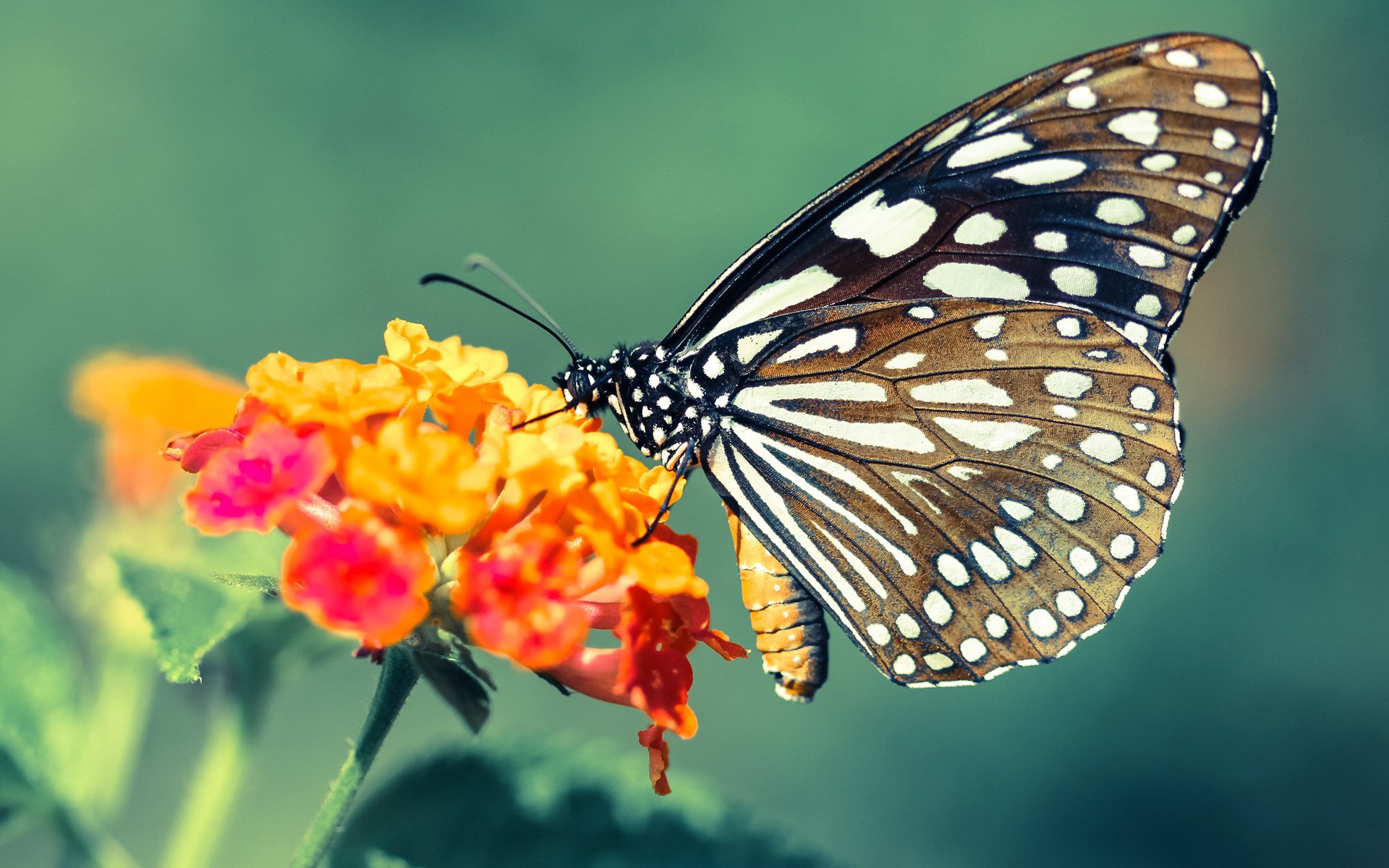爱游戏在线-温情的火药味，马丁内利成威尔士与冰岛共有的岩石
