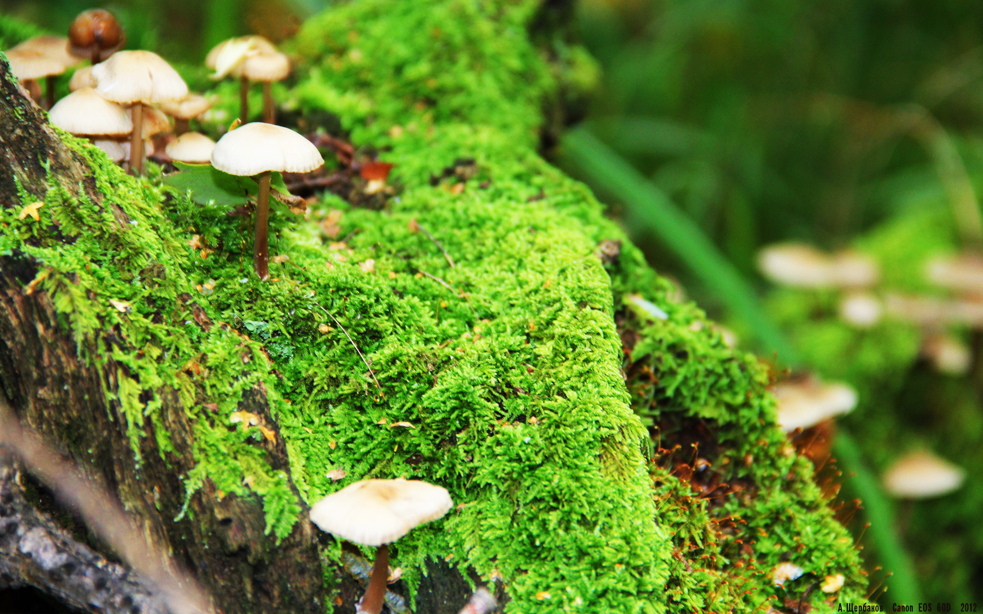 救赎者的影子，凯塞多与那个改变命运的夜晚
